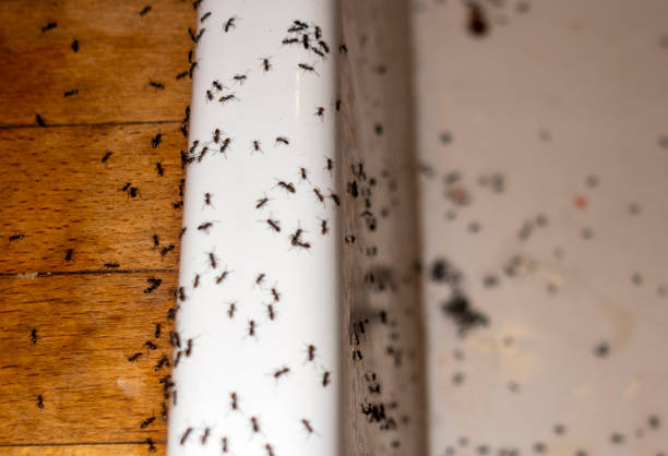 Best Wasp Removal Services  in The Acreage, FL